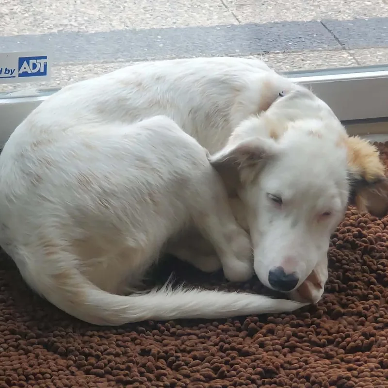 A baby medium-sized female Great Pyrenees dog named Jadis for adoption in Ferndale, MI
