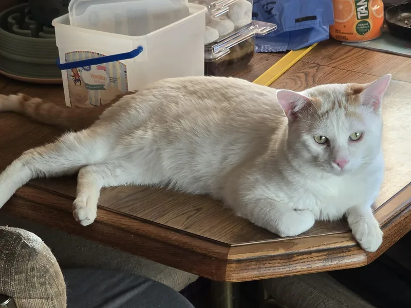 Leo