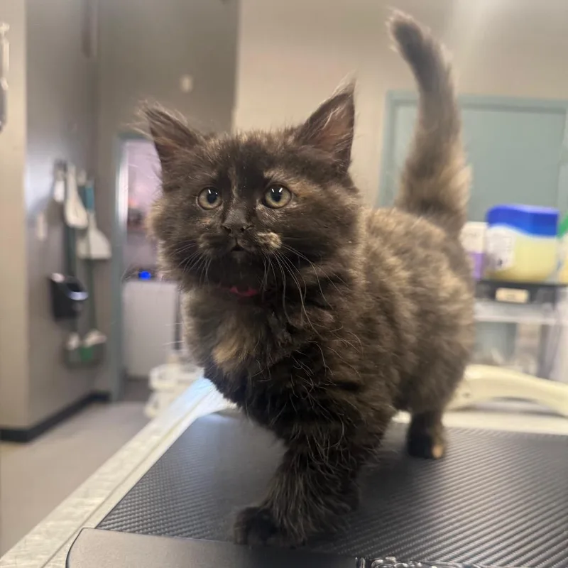 A baby small-sized female Domestic Medium Hair cat named Sneezy for adoption in Spokane, WA