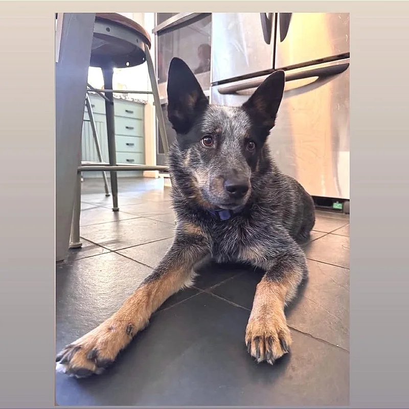 An adult medium-sized male Black Cattle Dog dog named Luka for adoption in Prescott, AZ