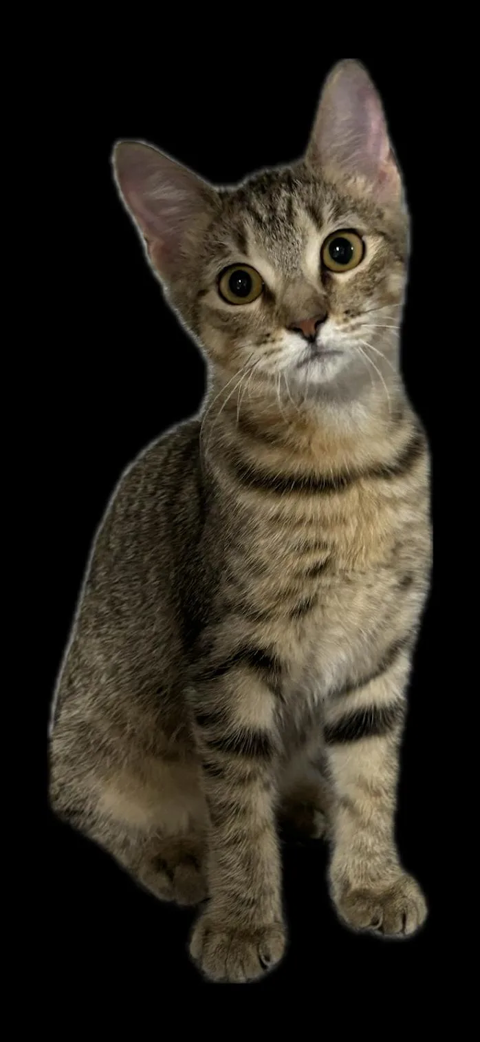 A baby medium-sized female Domestic Short Hair cat named Tweedle Dee for adoption in Zimmerman, MN