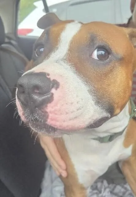 An adult medium-sized male Brown / Chocolate Mixed Breed dog named Conward for adoption in Cincinnati, OH