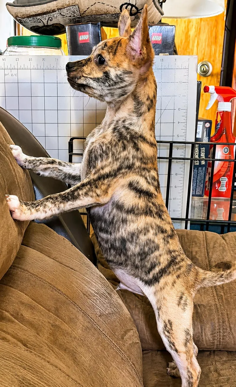 A baby small-sized male Brindle Mixed Breed dog named Squiggy for adoption in Kenosha, WI