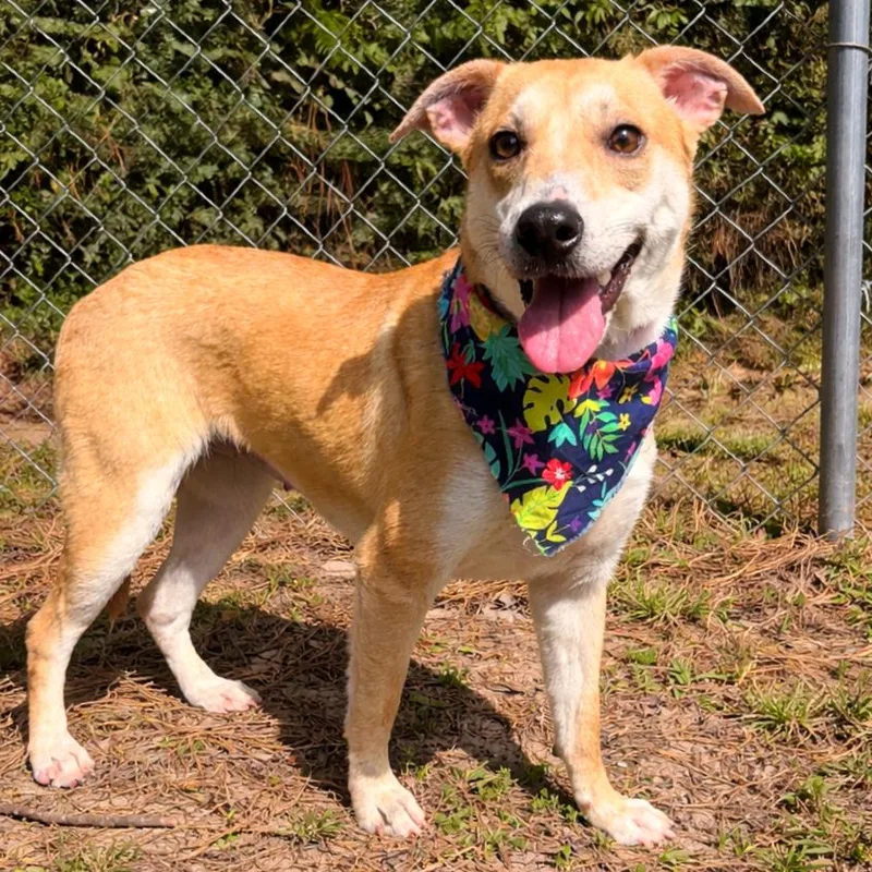 A young medium-sized female Mixed Breed dog named Puptart for adoption in Lufkin, TX