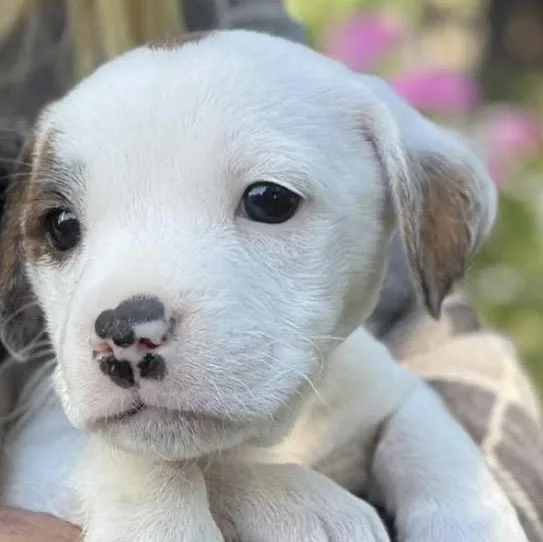 A baby small-sized male White / Cream Boston Terrier dog named Jack for adoption in Santa Rosa, CA