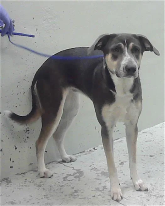 A young medium-sized female Staffordshire Bull Terrier dog named Eevee for adoption in Houston, TX