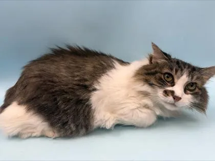 An adult small-sized female Domestic Medium Hair cat named Lucy for adoption in Woodbury, MN
