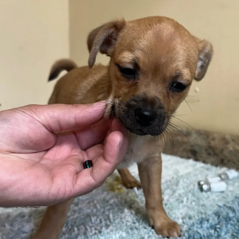 A baby small-sized female Yellow / Tan / Blond / Fawn Mixed Breed dog named Pudding for adoption in Corinth, MS
