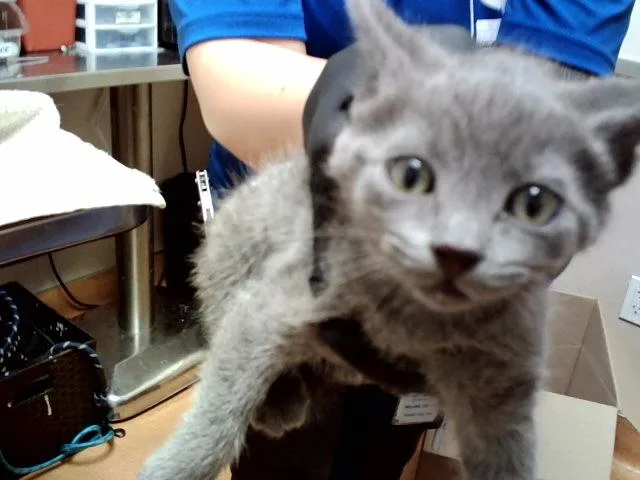 A baby small-sized female Domestic Short Hair cat named A for adoption in Martinez, CA