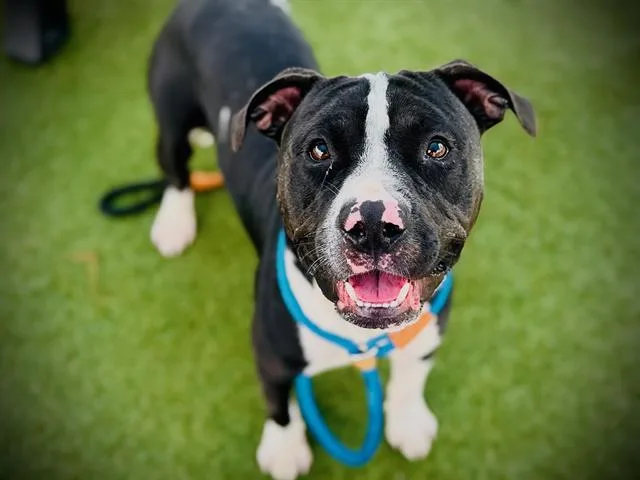 A young large-sized male Pit Bull Terrier dog named Sir Toby Belch for adoption in Orlando, FL