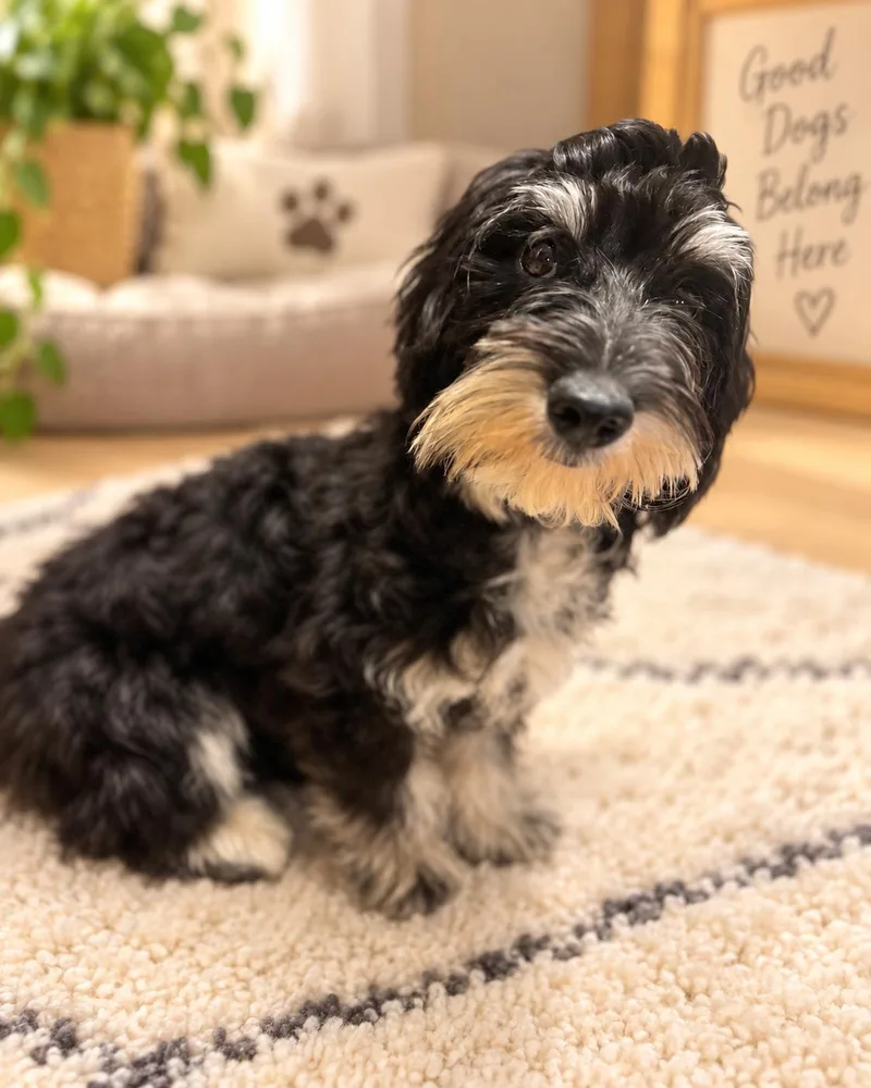 A young small-sized female Dachshund dog named Figgy for adoption in Navarre, FL