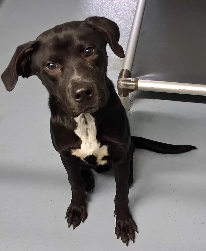 Daniel The Dashing thumbnail 2