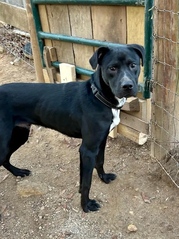 Daniel The Dashing thumbnail 4