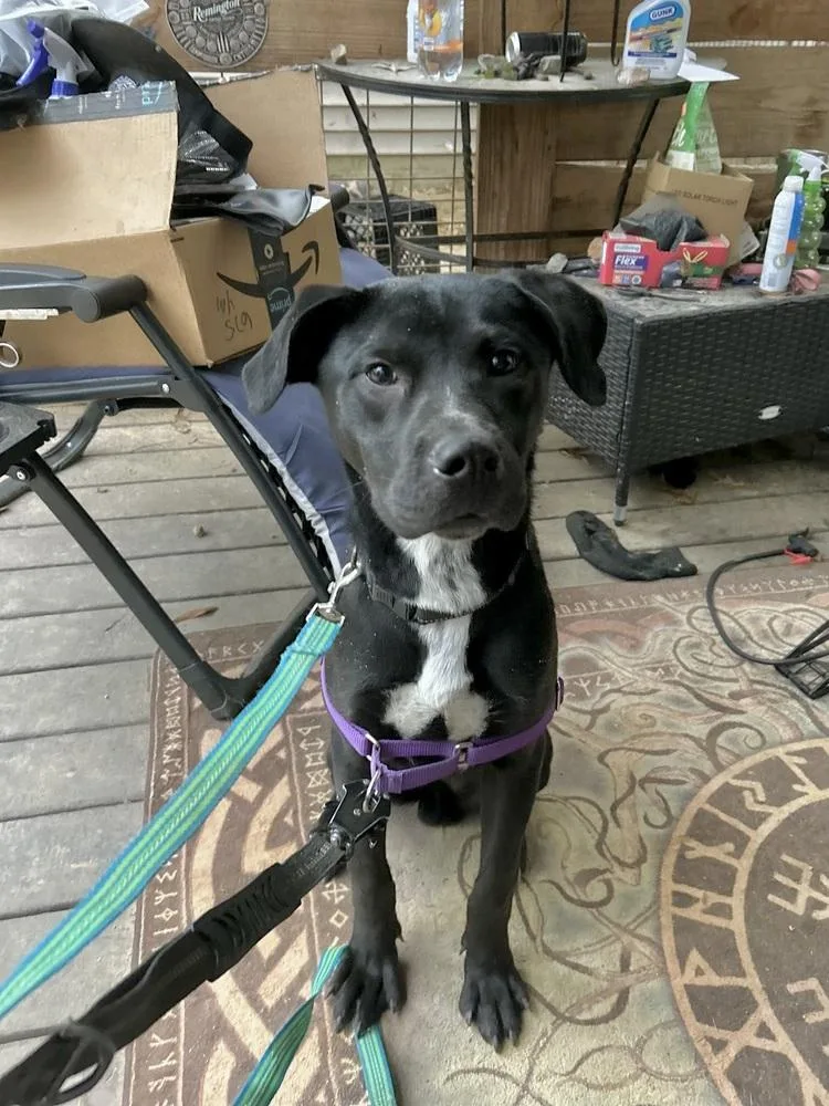 Daniel The Dashing thumbnail 6