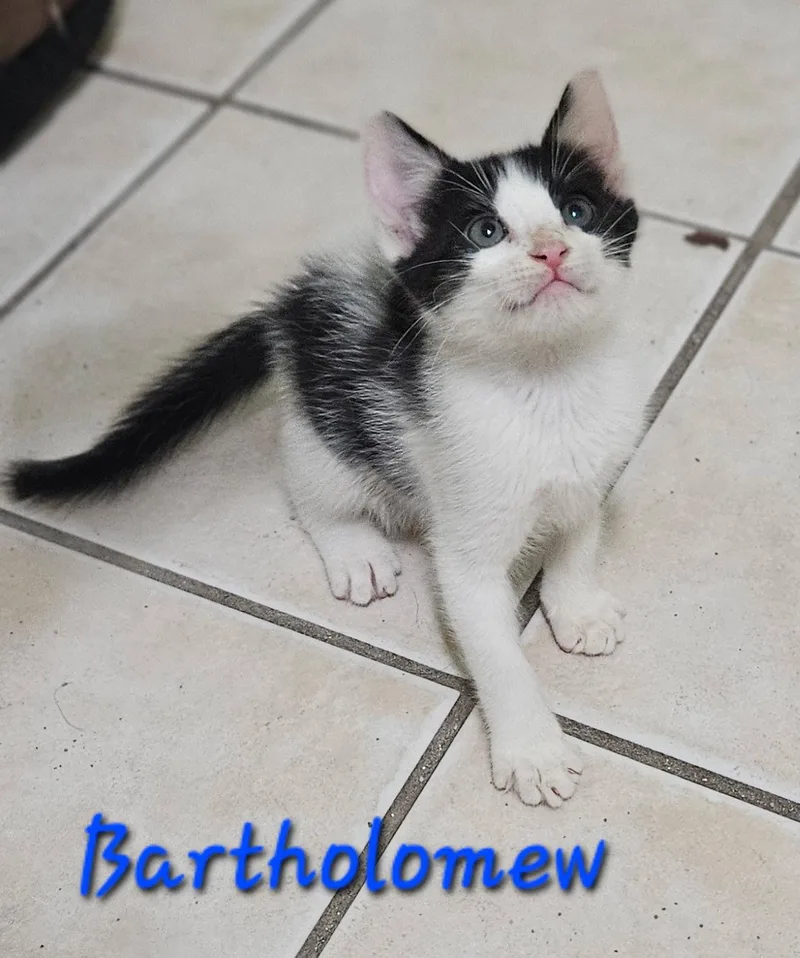 A baby medium-sized male Domestic Short Hair cat named Bartholomew for adoption in Plano, TX