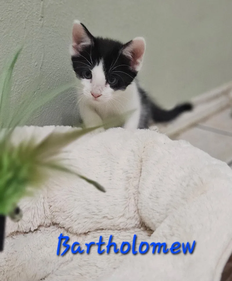 Bartholomew thumbnail 2
