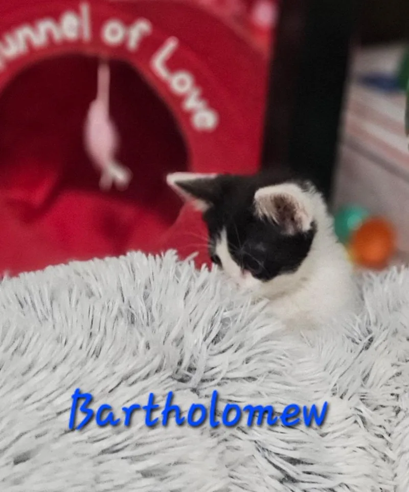 Bartholomew thumbnail 4