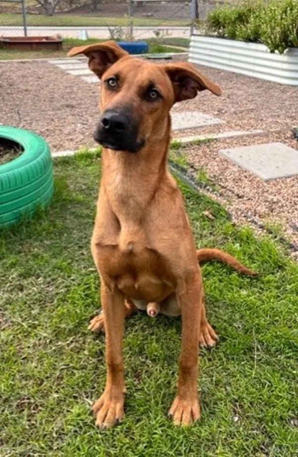 A young medium-sized male Shepherd dog named Willard for adoption in Stratham, NH