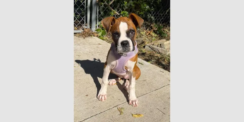 A baby small-sized female Boxer dog named Hope II for adoption in Hewitt, TX