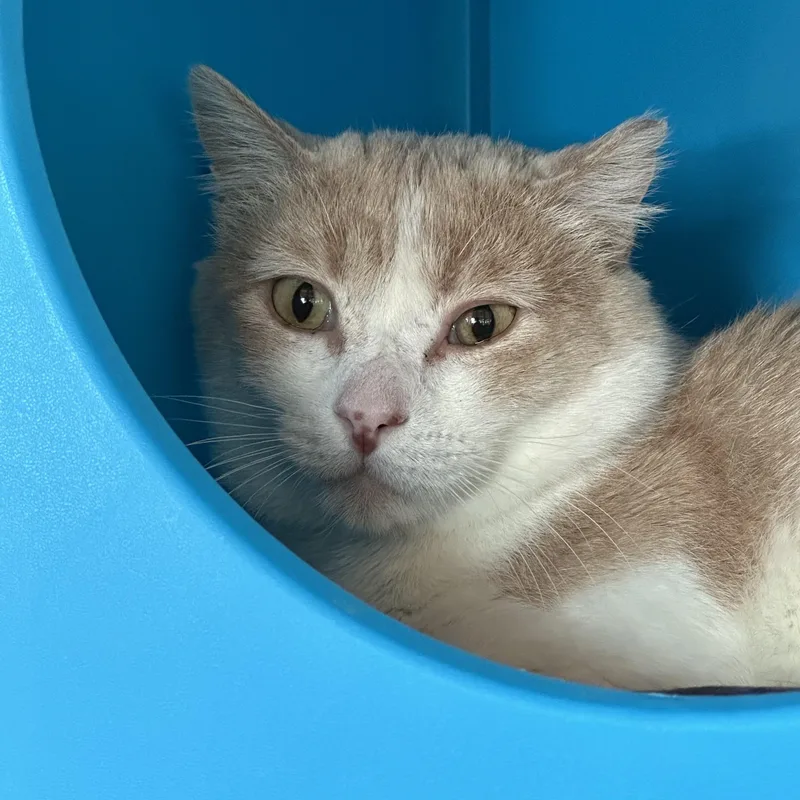 Chonka Truck thumbnail 4