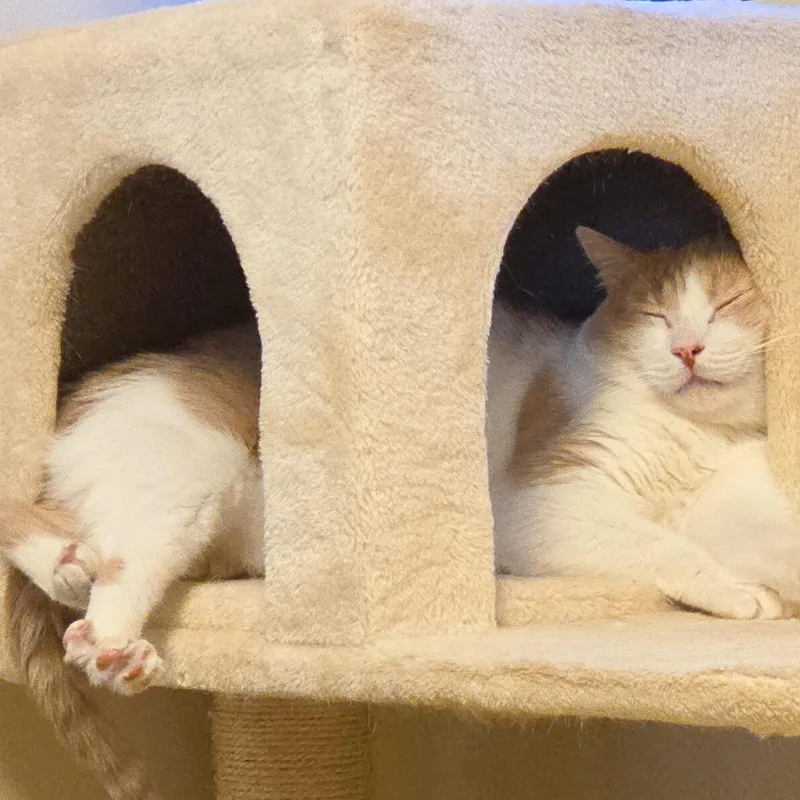 Chonka Truck thumbnail 6