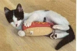 A baby small-sized female Black & White / Tuxedo Domestic Short Hair cat named Storie for adoption in Anoka, MN