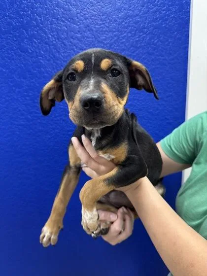 A baby large-sized female Weimaraner dog named Jane for adoption in Morton Grove, IL
