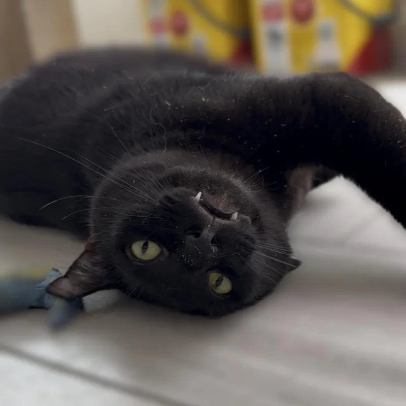 An adult large-sized male Black Domestic Short Hair cat named Star for adoption in Houston, TX