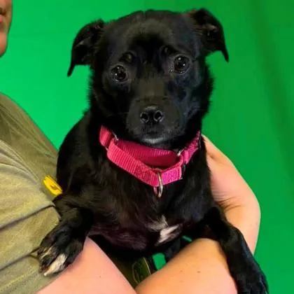An adult small-sized male Mixed Breed dog named Walter for adoption in Gastonia, NC