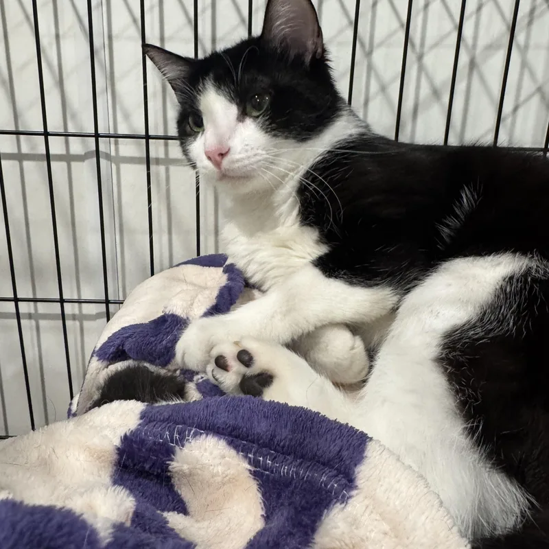 A young medium-sized male Black & White / Tuxedo Domestic Short Hair cat named Pip for adoption in Marina del Rey, CA