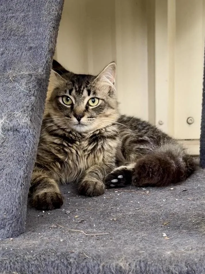 A young medium-sized male Tabby (Gray / Blue / Silver) Domestic Medium Hair cat named Cassian for adoption in Comfort, TX