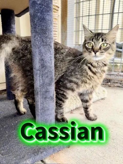 Cassian thumbnail 2