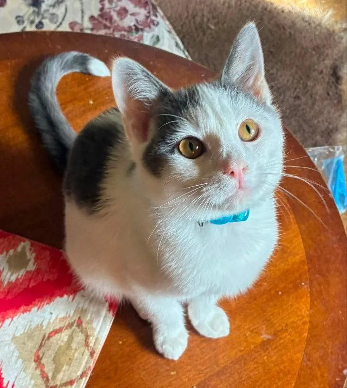 A young medium-sized male Gray & White Domestic Short Hair cat named Lucky for adoption in Knoxville, TN
