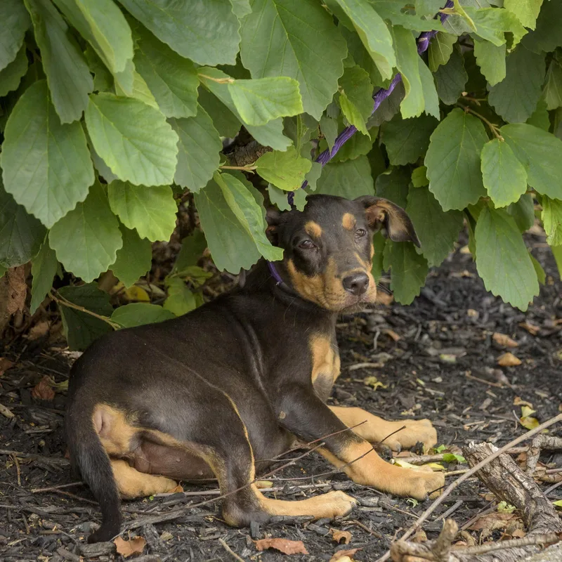 A baby medium-sized female Brown / Chocolate Hound dog named Birdie for adoption in Lambertville, NJ