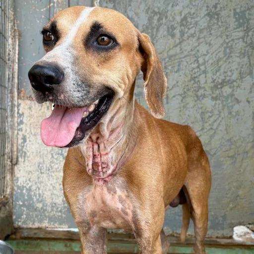 A young medium-sized male Labrador Retriever dog named Pepe for adoption in Austin, TX