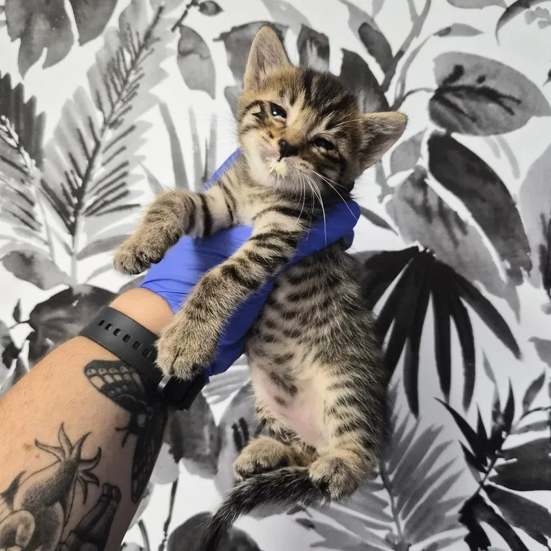 A baby small-sized male Brown / Chocolate Domestic Short Hair cat named Astro for adoption in Wahiawa, HI
