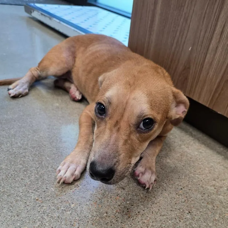 An adult small-sized female Brown / Chocolate Dachshund dog named Clover for adoption in Sand Springs, OK