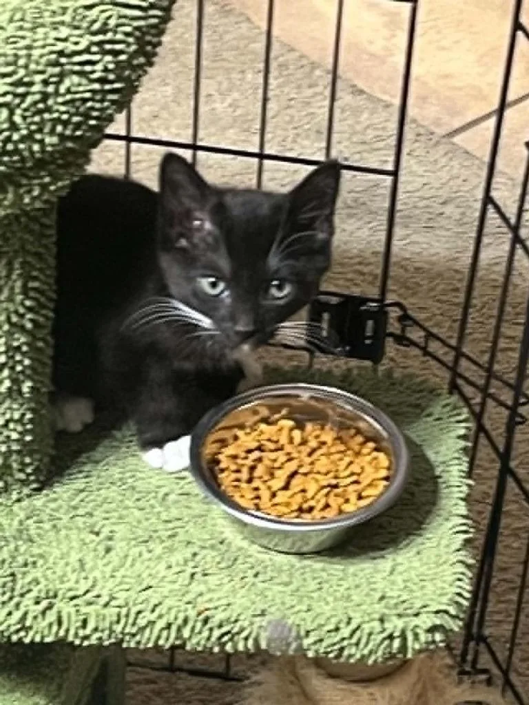 A baby small-sized male Domestic Short Hair cat named Leo for adoption in Orlando, FL