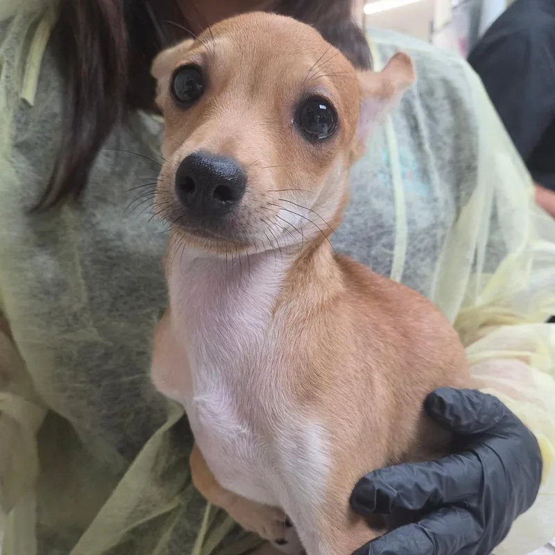 A baby small-sized male Yellow / Tan / Blond / Fawn Chihuahua dog named Taco for adoption in Lakeland, FL