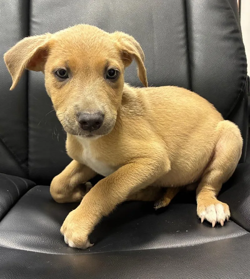 A baby medium-sized female Labrador Retriever dog named Quinn for adoption in Seven Points, TX