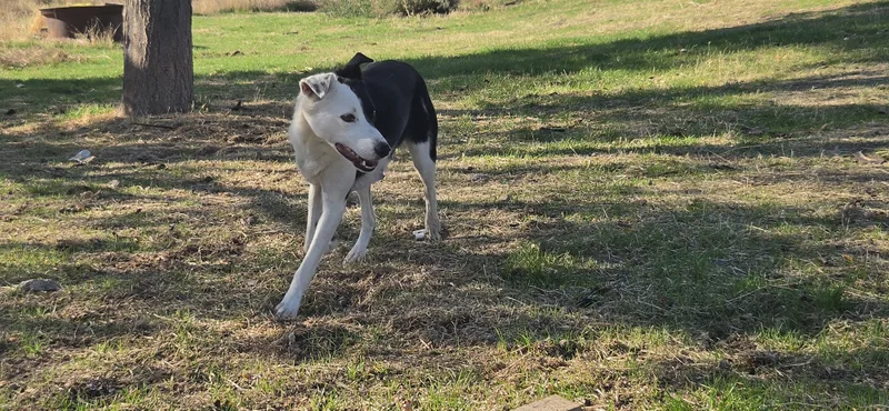 A young medium-sized female Border Collie dog named Trixie for adoption in Bend, OR