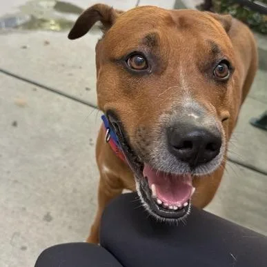 An adult large-sized male Brown / Chocolate Mixed Breed dog named Tyson for adoption in Chicago, IL