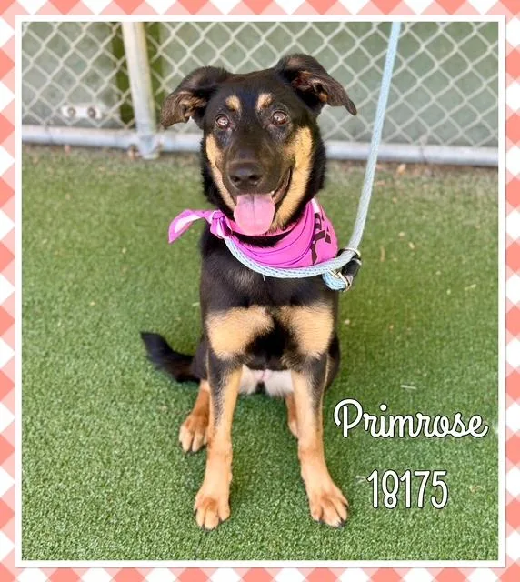 Primrose thumbnail 2