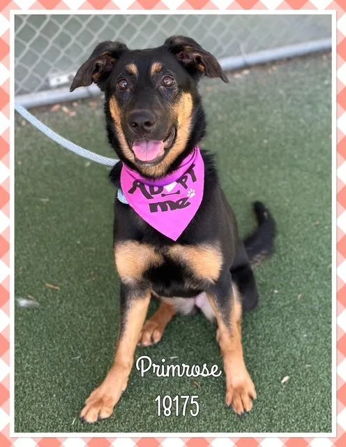 Primrose thumbnail 3