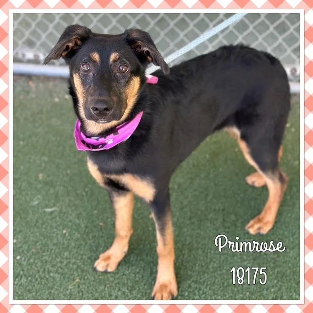 Primrose thumbnail 4