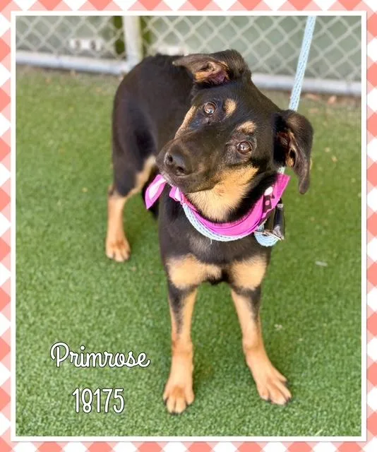 Primrose thumbnail 5