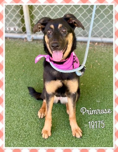 Primrose thumbnail 6