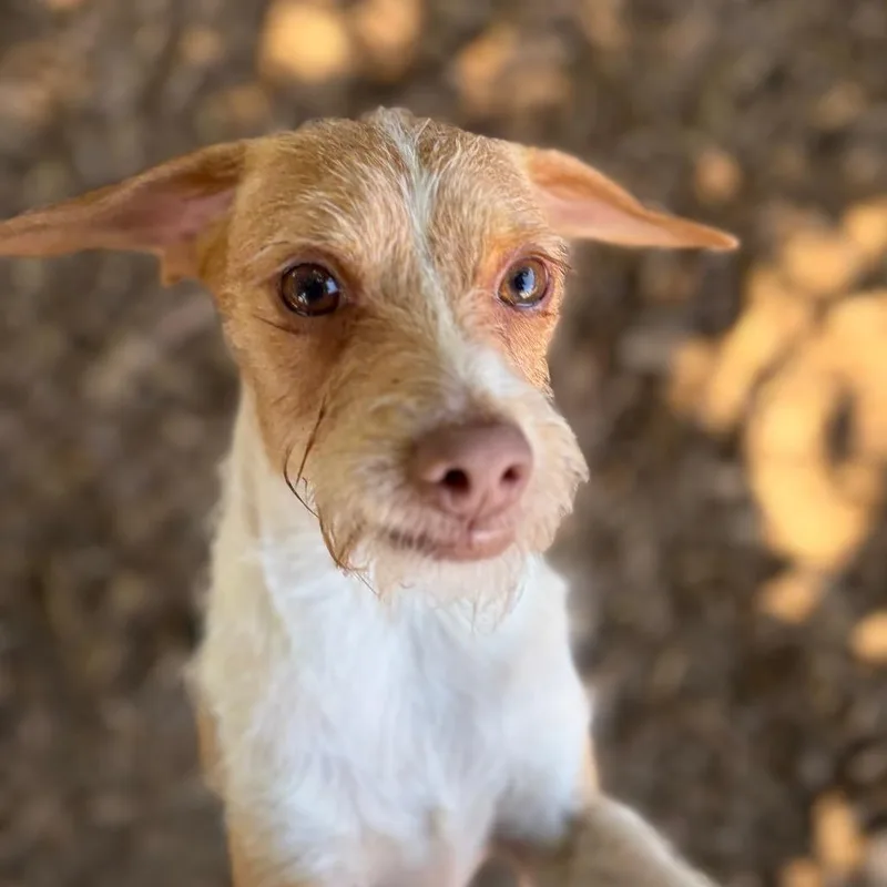An adult small-sized male Yellow / Tan / Blond / Fawn Wirehaired Terrier dog named Mr. Bubbles for adoption in Chico, CA