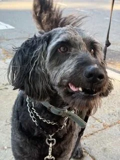 An adult medium-sized male Gray / Blue / Silver Labradoodle dog named Henry for adoption in Sudbury, MA