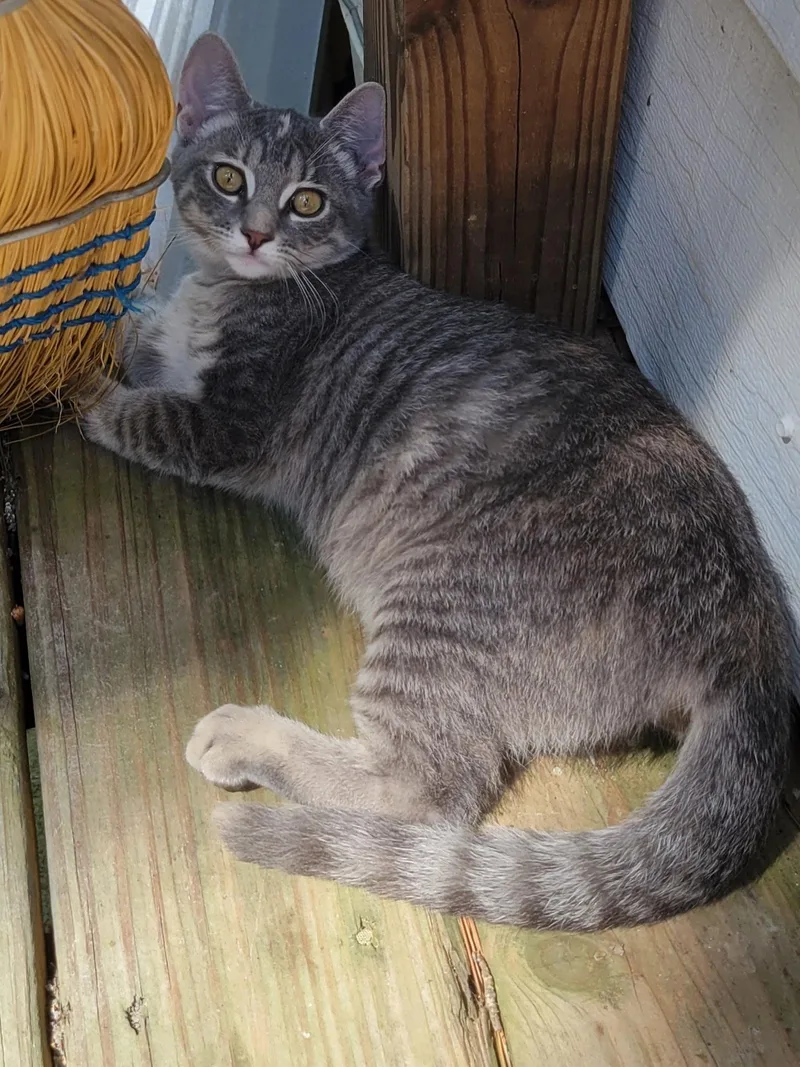 A baby medium-sized female Gray / Blue / Silver Silver cat named Mabel for adoption in Rock Spring, GA